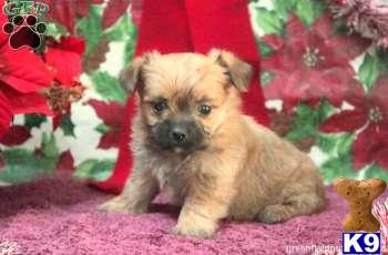 Puppies in PA