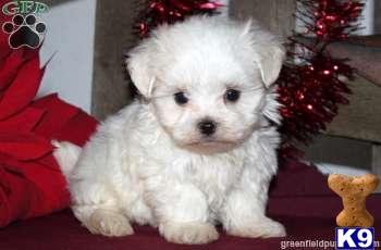 Puppies in PA