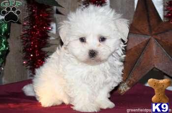 Puppies in PA