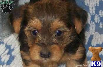 Mixed Breed Puppies