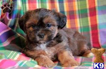 Mixed Breed Puppies