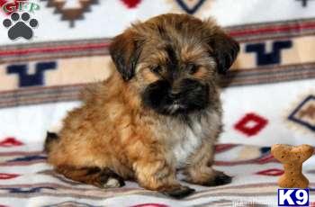 Mixed Breed Puppies