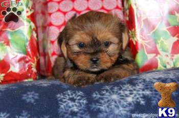 Mixed Breed Puppies