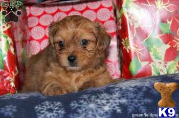 Mixed Breed Puppies