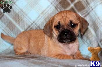 Mixed Breed Puppies