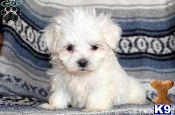 Mixed Breed Puppies