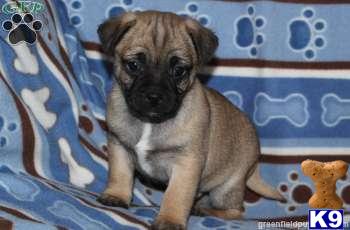 Puppies in PA