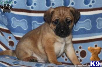Puppies in PA