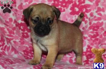 Puppies in PA