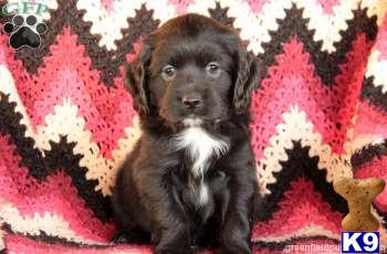 Puppies in PA