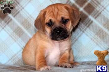 Mixed Breed Puppies