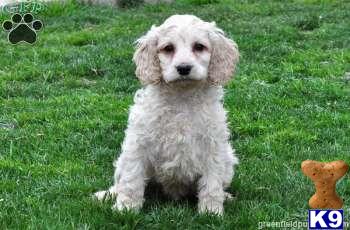 Mixed Breed Puppies