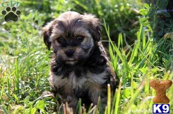 Mixed Breed Puppies