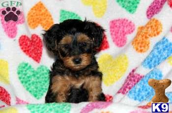 Mixed Breed Puppies