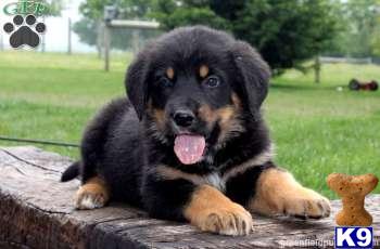 Mixed Breed Puppies