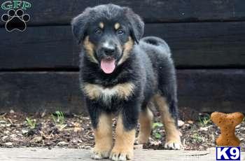 Mixed Breed Puppies