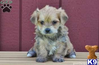 Mixed Breed Puppies