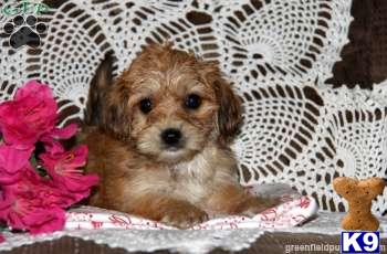 Mixed Breed Puppies