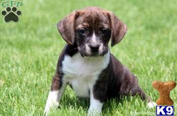 Mixed Breed Puppies