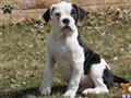 American Bulldog