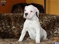 American Bulldog