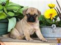 Mixed Breed