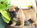 Mixed Breed