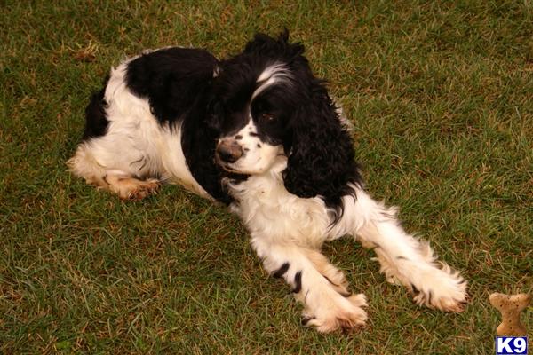 Dogs for Sale in AZ