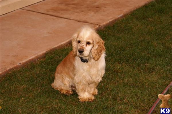 Dogs for Sale in AZ