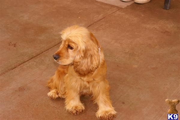 Dogs for Sale in AZ