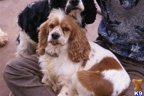 Dogs for Sale in AZ