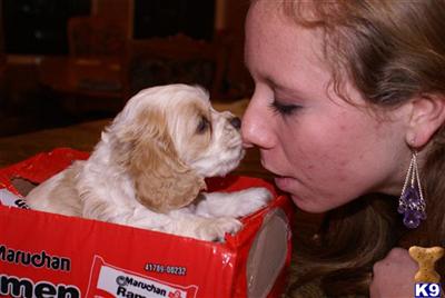 Cocker Spaniel Puppies for Sale