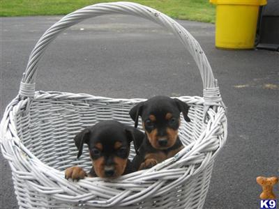 Puppies in PA