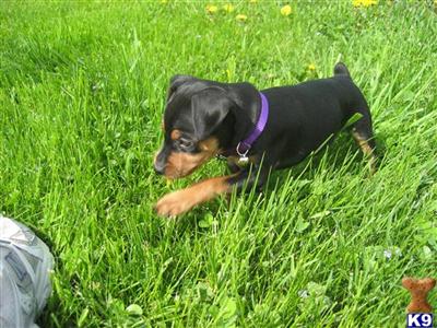 Miniature Pinscher Puppies for Sale