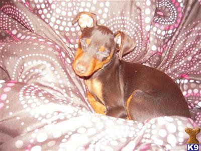 Miniature Pinscher Puppies for Sale