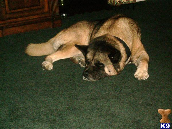 Stud Dogs - Akita