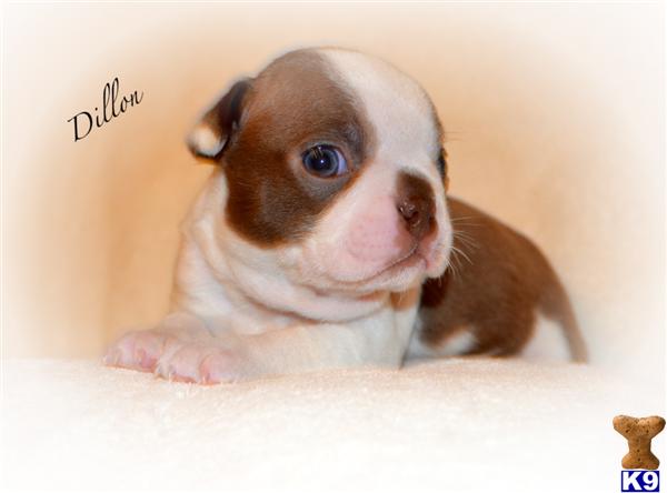Puppies in Covington