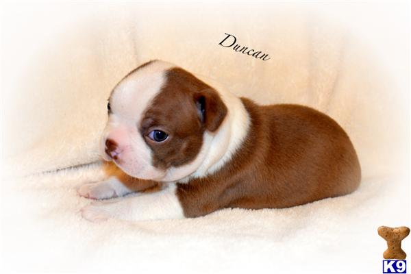 Puppies in Covington