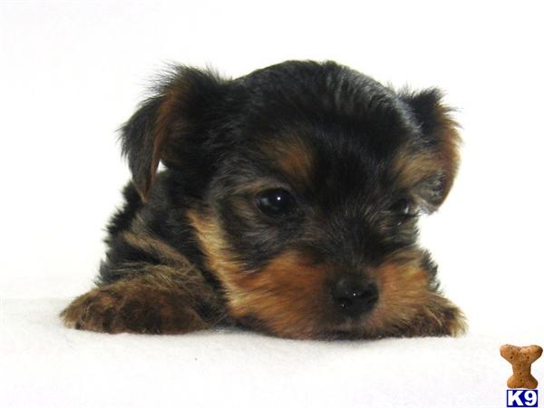 Puppies in San antonio