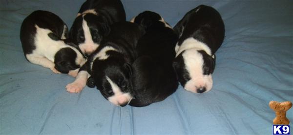 Great Dane Puppies