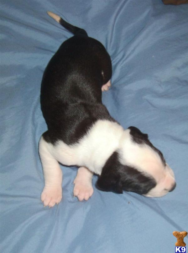 Great Dane Puppies
