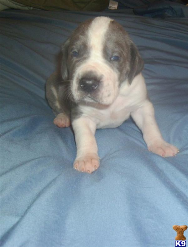Great Dane Puppies