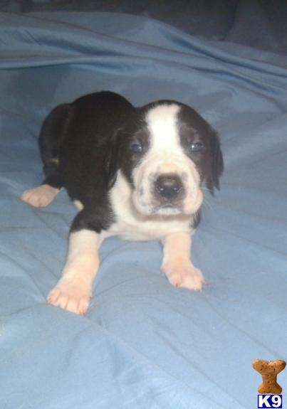 Great Dane Puppies