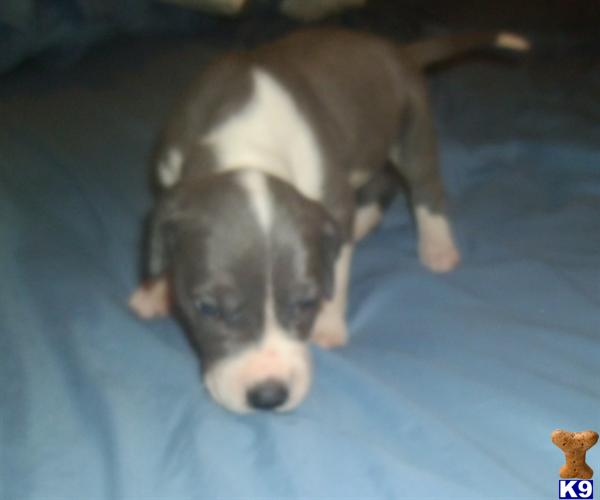 Great Dane Puppies