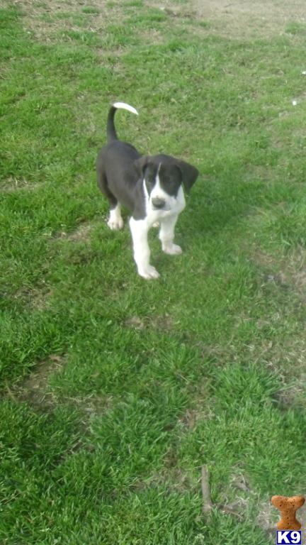 Great Dane Puppies