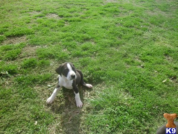 Great Dane Puppies