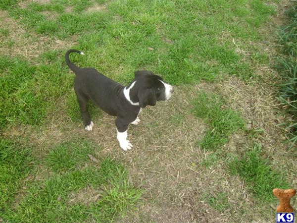 Great Dane Puppies