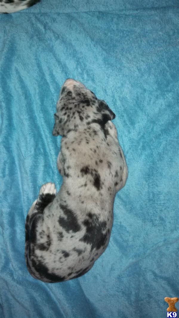great dane puppies craigslist great danes for sale in breeds picture great dane puppies craigslist great danes for sale in breeds picture