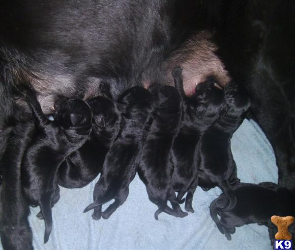 Puppies in Eatonton