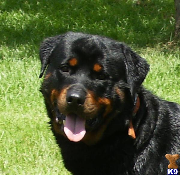 evman rottweilers puppies rottweiler stud rottlee oakley evman 12 years evman rottweilers puppies rottweiler stud rottlee oakley evman 12 years